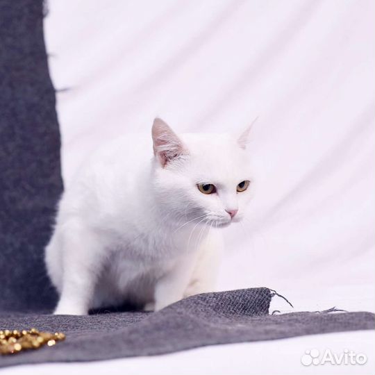 Котёнок, белая малышка Валенсия ищет семью