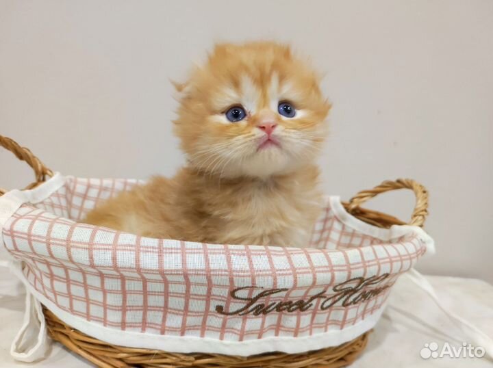Шотландский длинношерстный милах