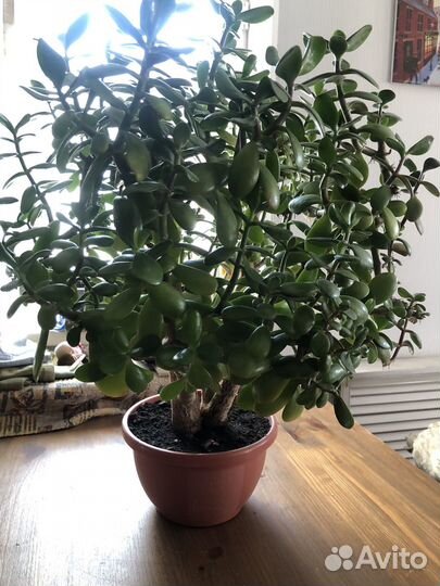 Толстянка, крассула, денежное дерево