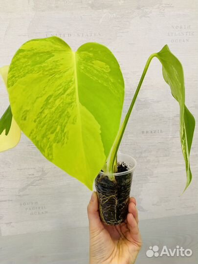 Монстера с желтой вариегатностью