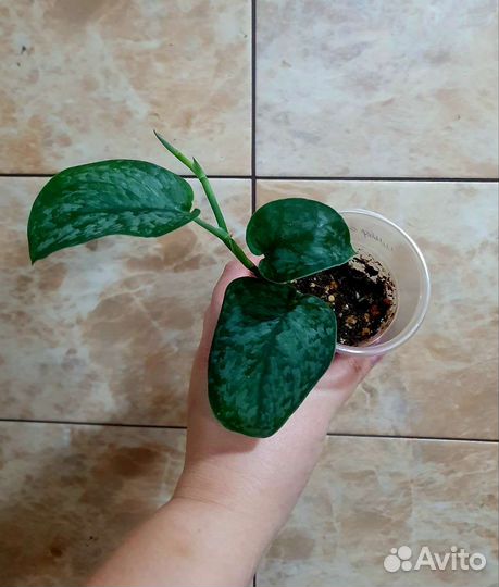 Сциндапсусы и эпипремнумы сортовые