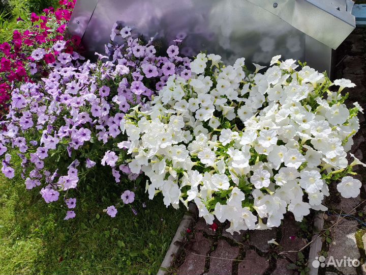 Петунии профессиональные семена