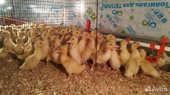 Продажа живой птицы