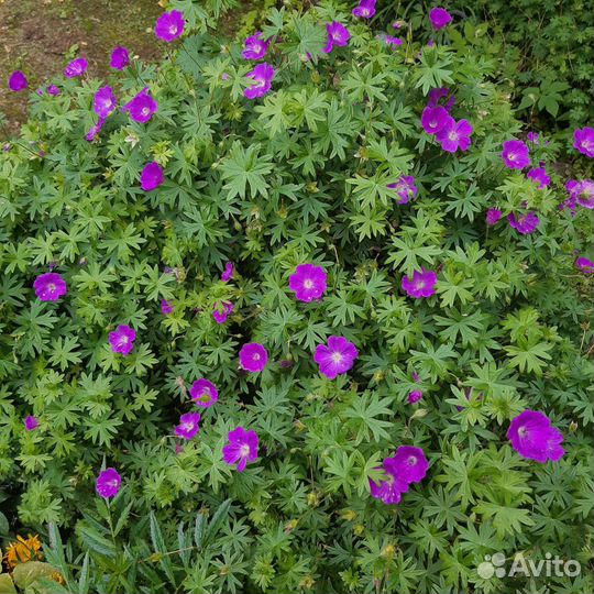 Герань садовая многолетняя