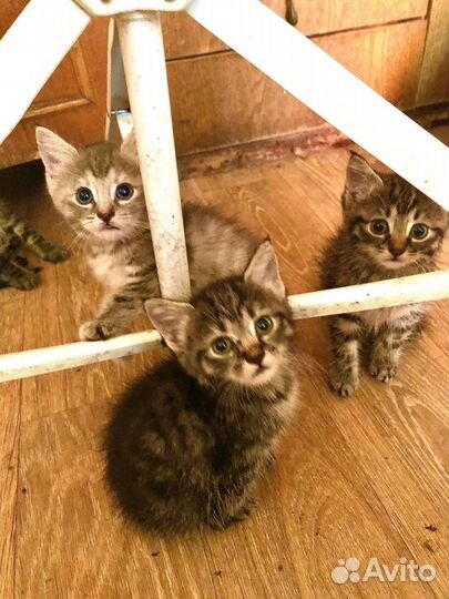 Котята в добрые руки