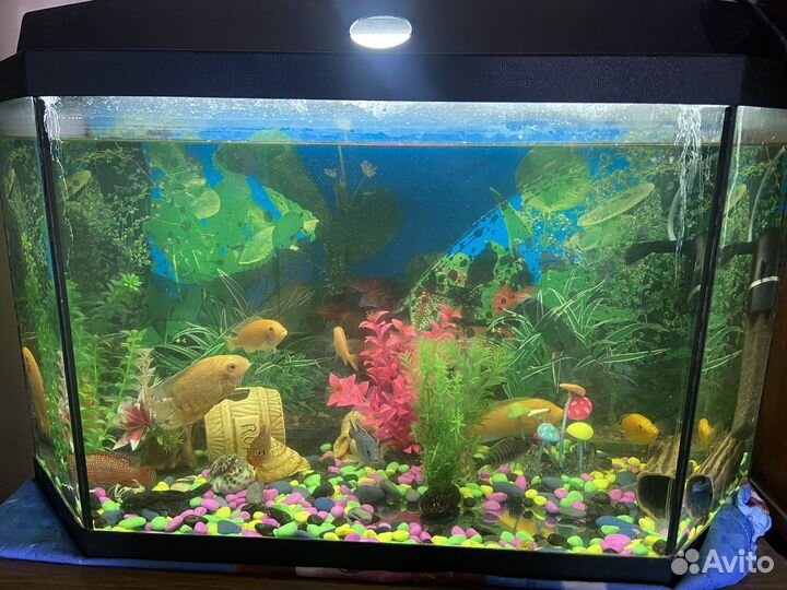 Аквариум