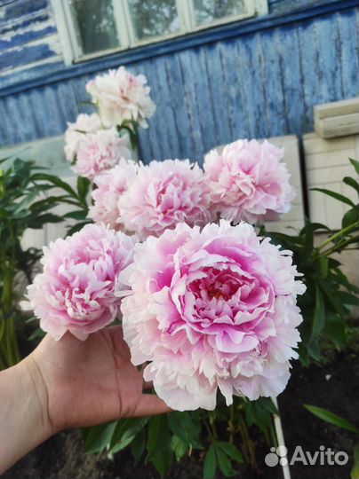 Пион Сара Бернар