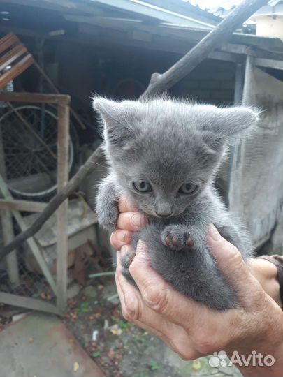 Котята в добрые руки бесплатно