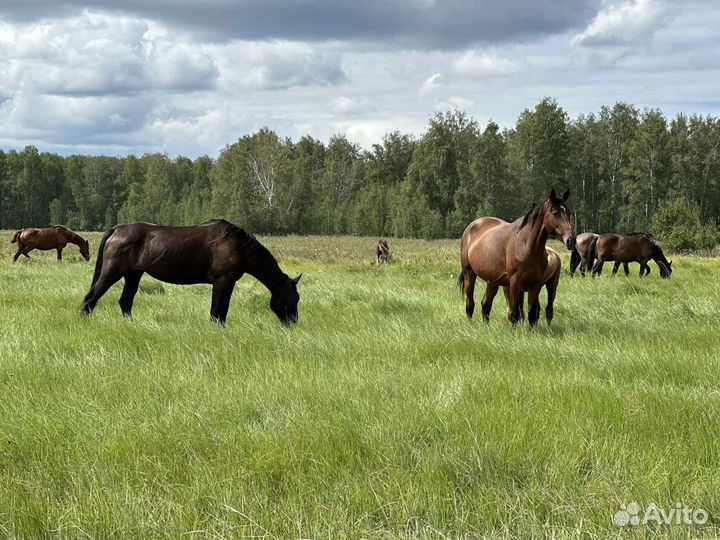 Продам лошадей
