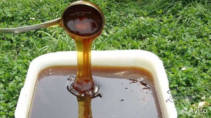 Мед гречишный 2023