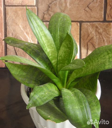 Сансевиерия робуста, ханни