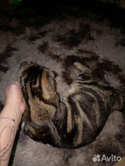 Отдам котика в добрые руки