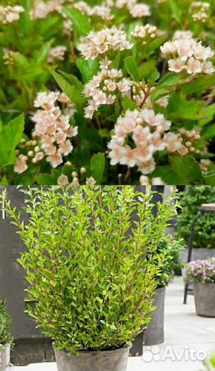 Ива Нана, Сахалинская, Дерен