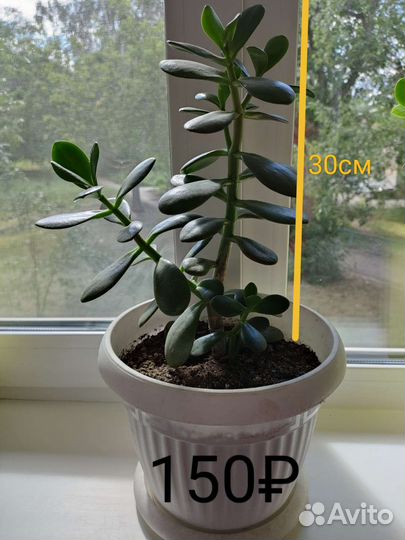 Денежное дерево (толстянка)