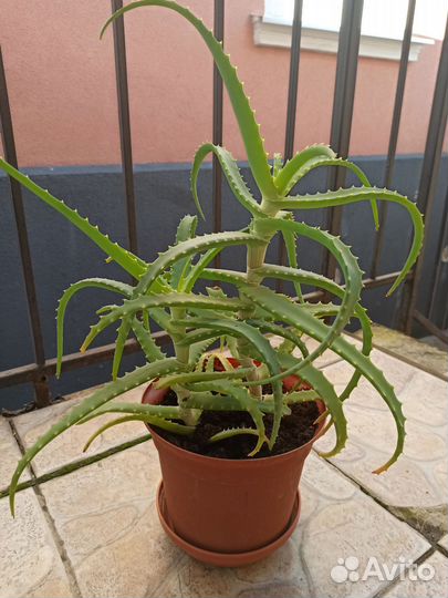 Алоэ лечебный