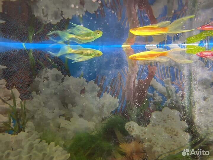 Аквариум