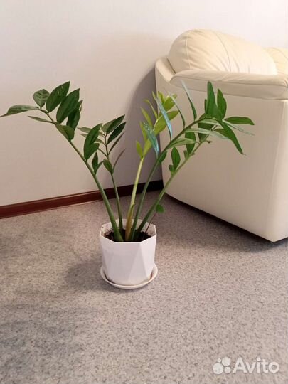 Замиокулькас