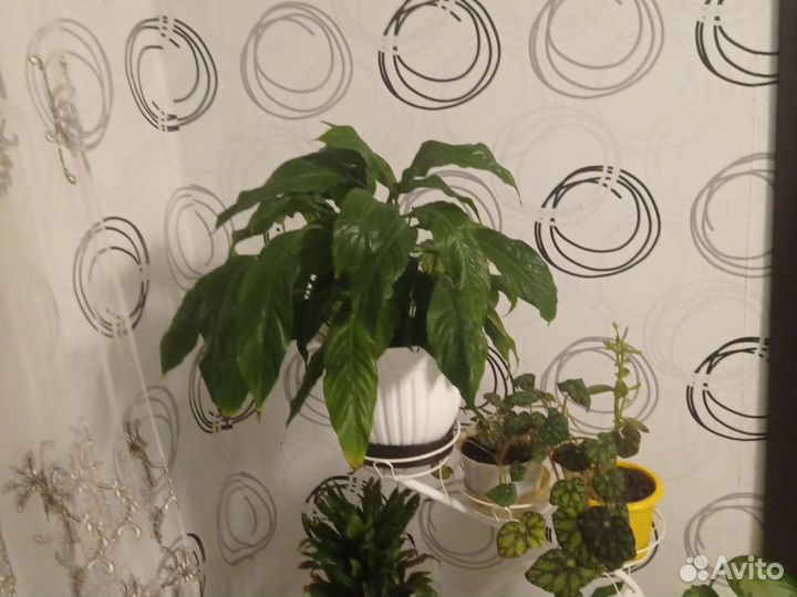 Спатифиллум