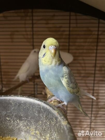 Малыши волнистики