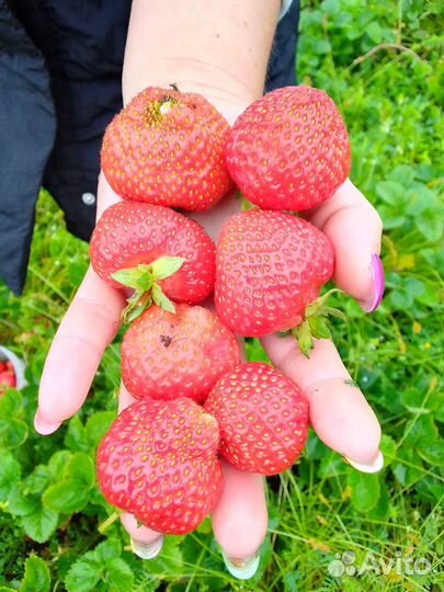 Клубника свежая сладкая