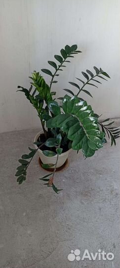 Замиокулькас долларовое дерево