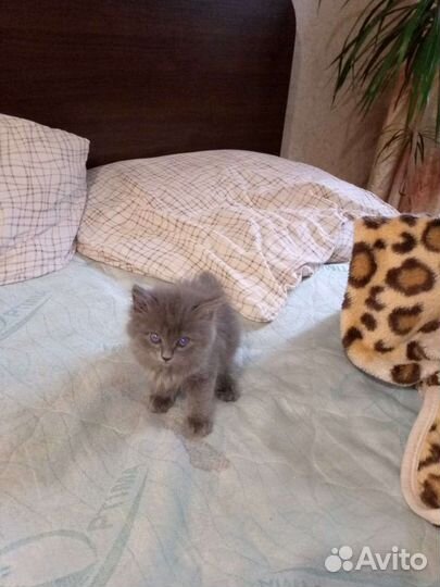 Британские котята
