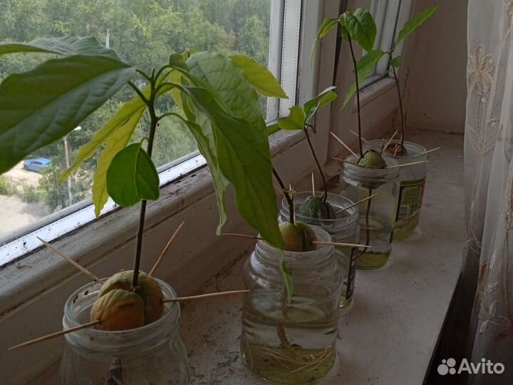 Авокадо дерево