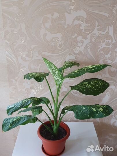 Фикус бенджамина