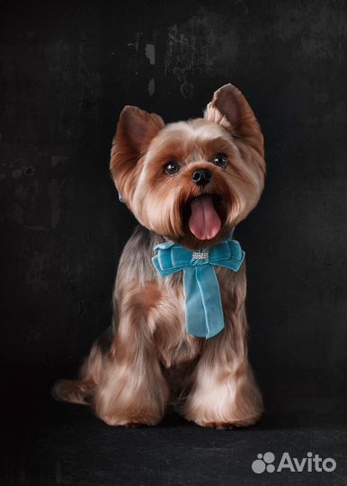 Стрижка собак и кошек