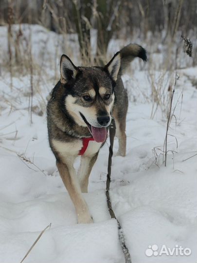 Борька - храбрый воин из приюта