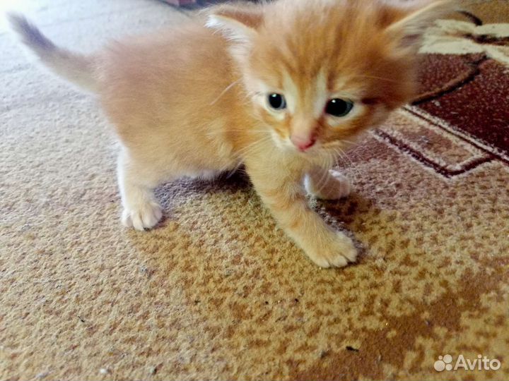 Кошка