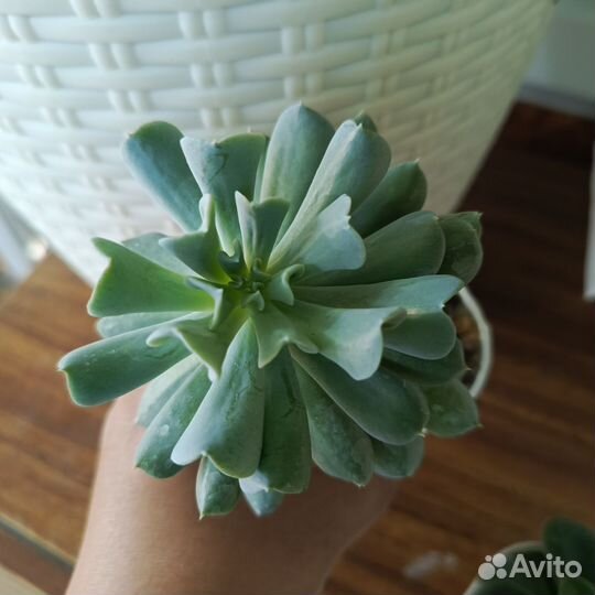 Эхэверии Topsy Turvy, Blue Bird, Pulvinat, P. Puff