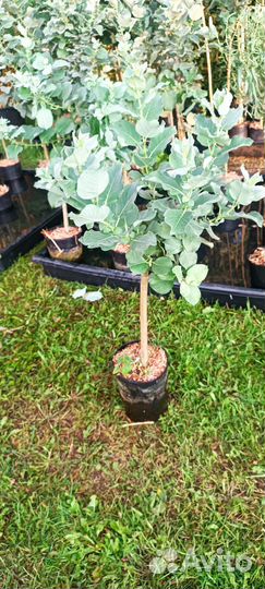 Ива Шерстистая на штамбе