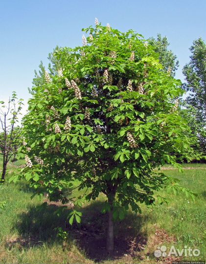 Каштан Конский саженцы