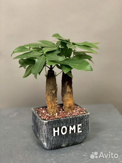 Растение пахира в керамическом горшке