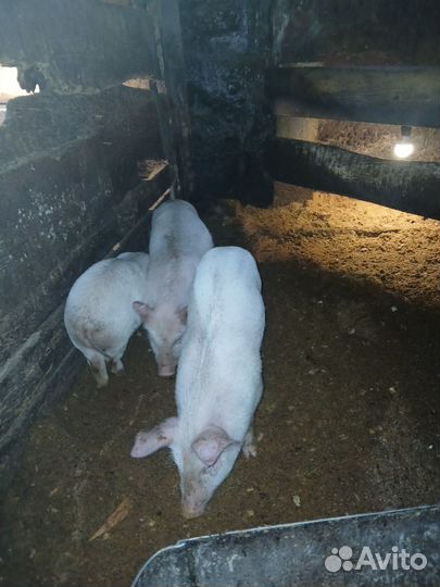 Поросята