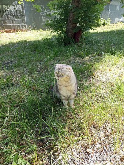 Шотландский вислоухий кот-кастрат