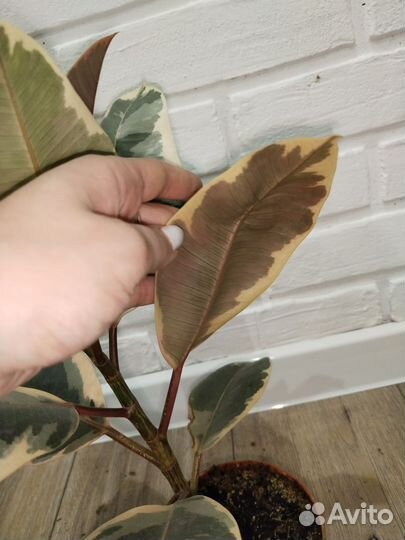 Фикус эластика тинеке комнатные растения цветы