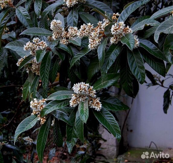 Мушмула японская и германская крупноплодная