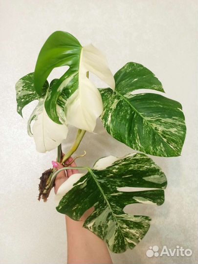 Монстера альба