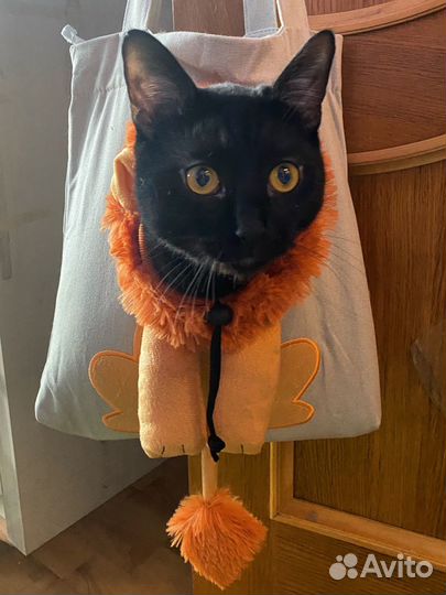 Cумка переноска для кота или собаки