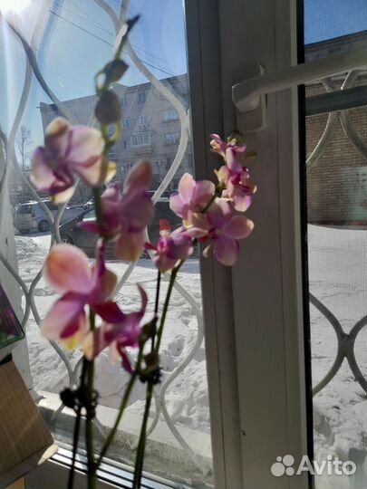 Орхидея фаленопсис