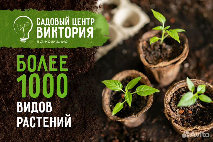 Туя Смарагд для ландшафтного дизайна