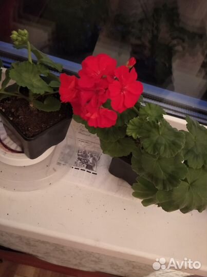 Пеларгония герань