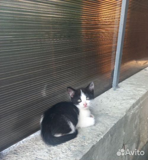 Котик в добрые, ласковые руки