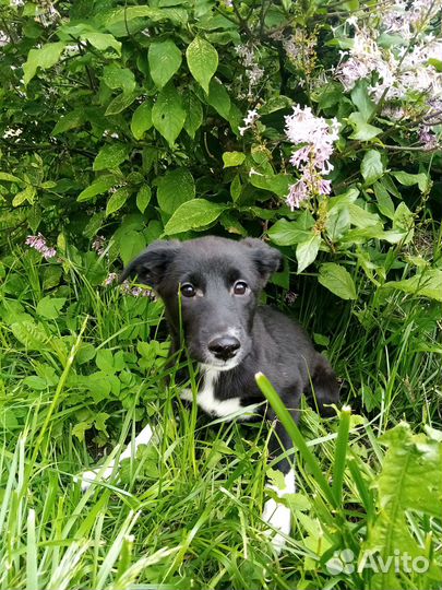 Маленькая Ласточка в дар