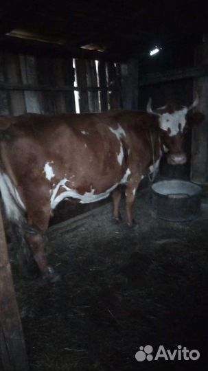 Коровы дойные молочные