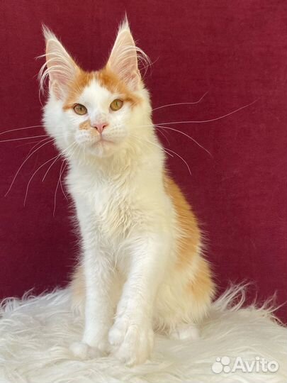 Мейн-кун котик