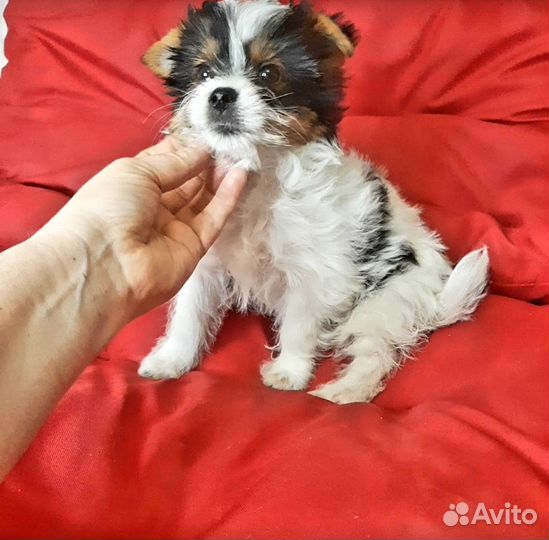 Мини девочка