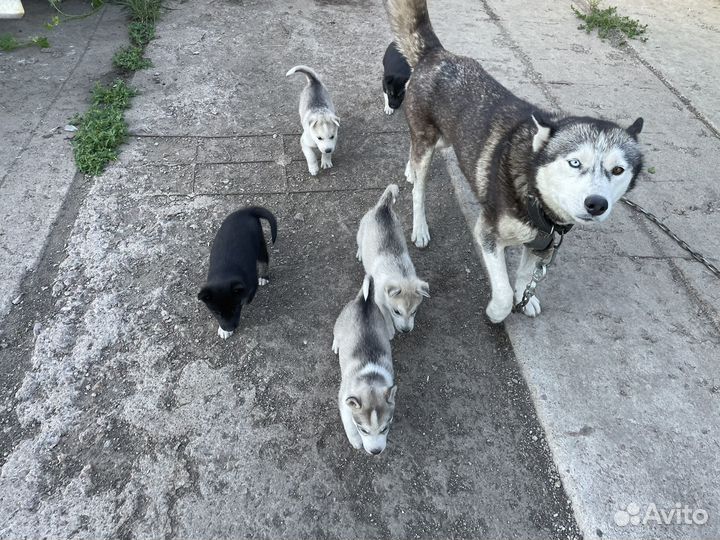 Продам щенков Хаски